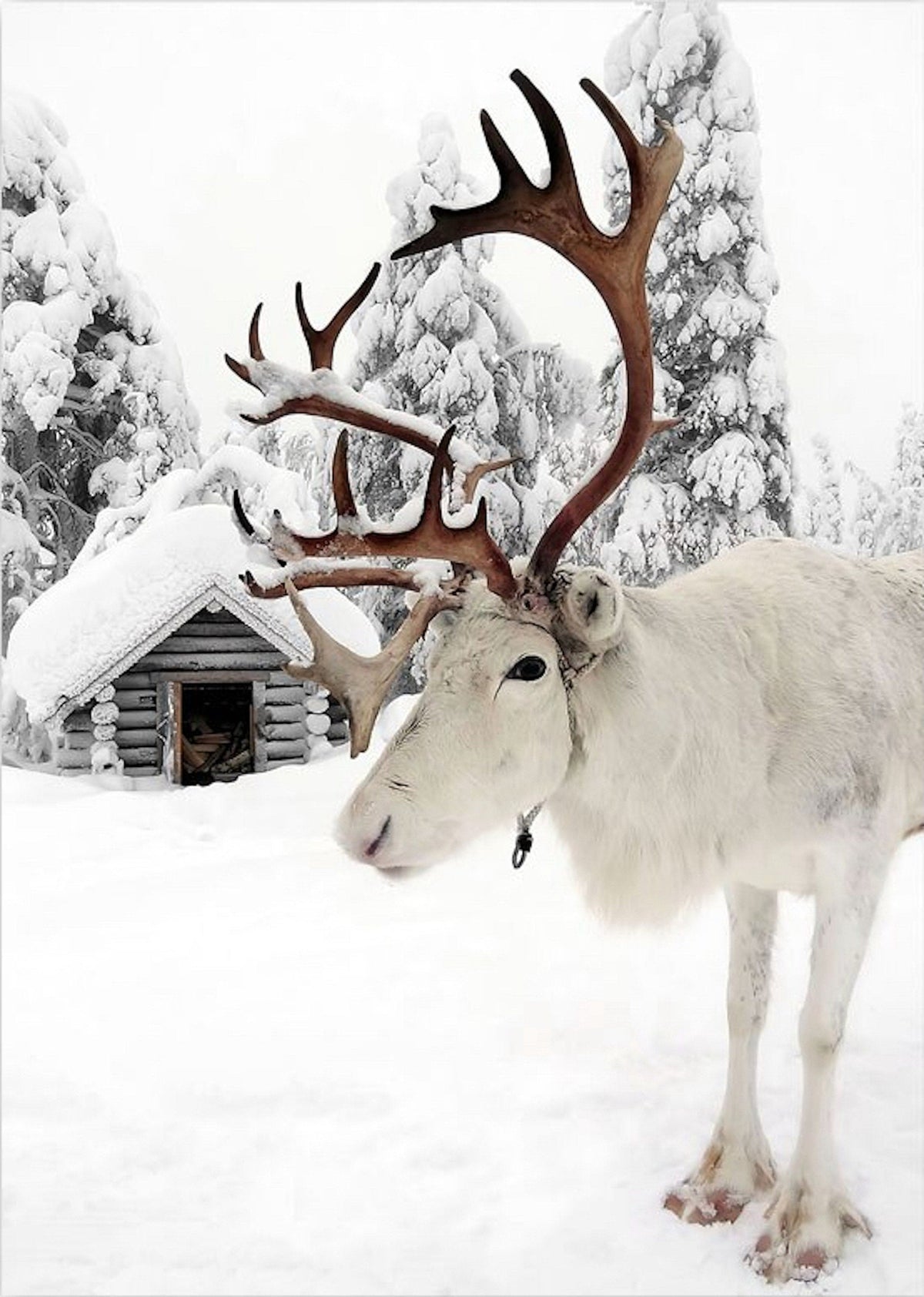 Poster Winter Holz Hütte im Schnee Rentier Tannenzapfen | Bilder Wohnzimmer | Wandbilder Schlafzimmer | Deko Print ohne Rahmen | Bilder Set
