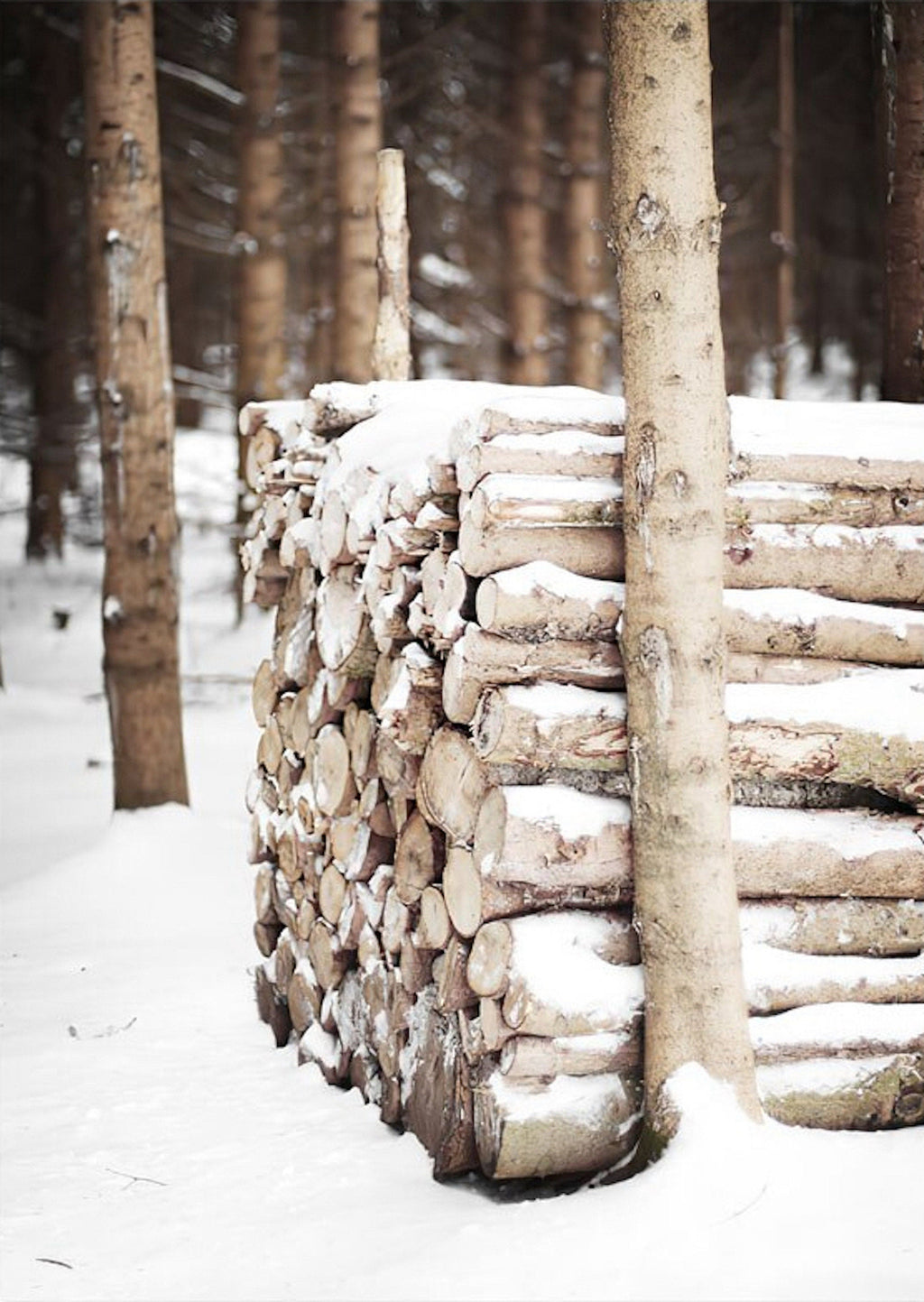 Poster Winter Holz Hütte im Schnee Rentier Tannenzapfen | Bilder Wohnzimmer | Wandbilder Schlafzimmer | Deko Print ohne Rahmen | Bilder Set