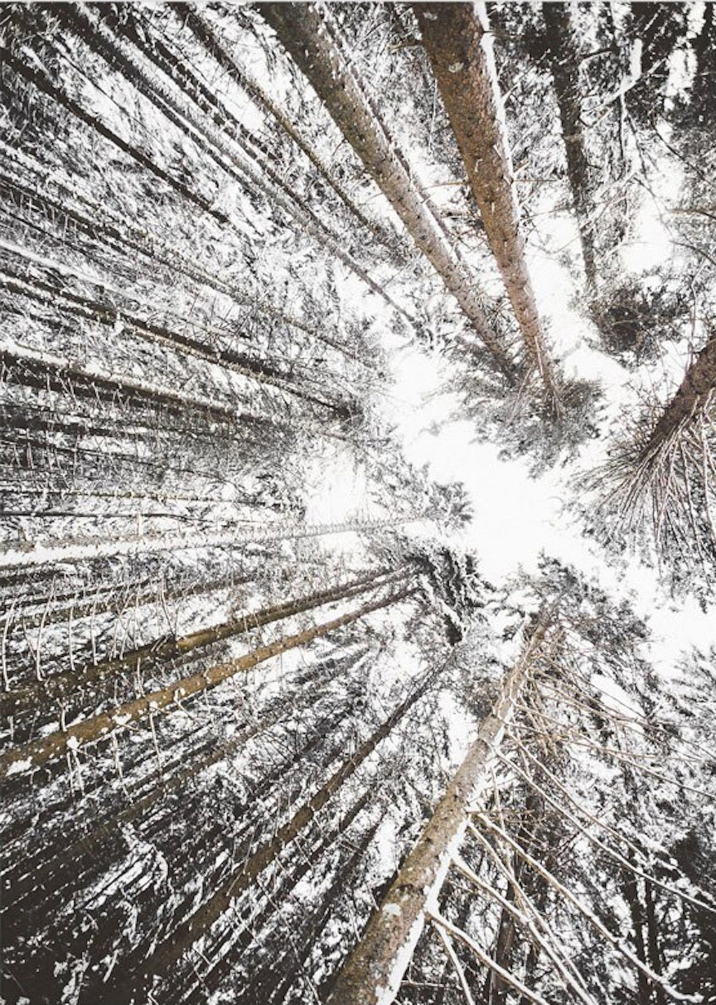 Poster Winter Holz Hütte im Schnee Rentier Tannenzapfen | Bilder Wohnzimmer | Wandbilder Schlafzimmer | Deko Print ohne Rahmen | Bilder Set